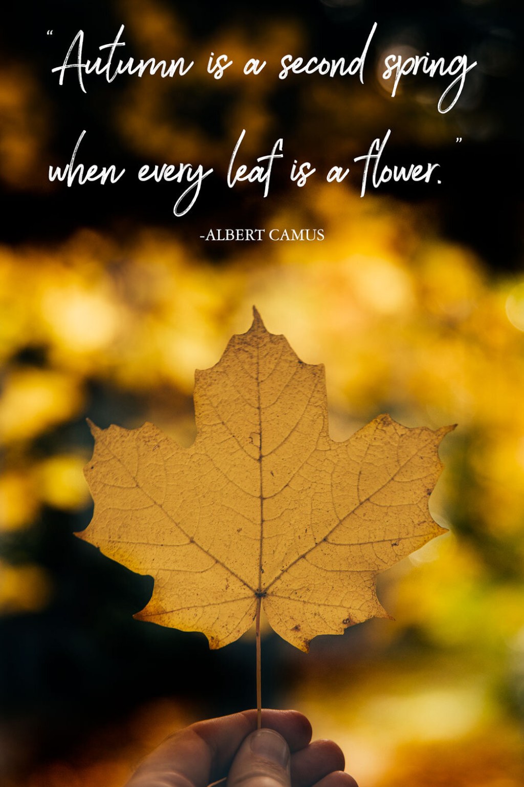 Picture of: Inspirational Leaf Quotes for nature lovers — Walk My World