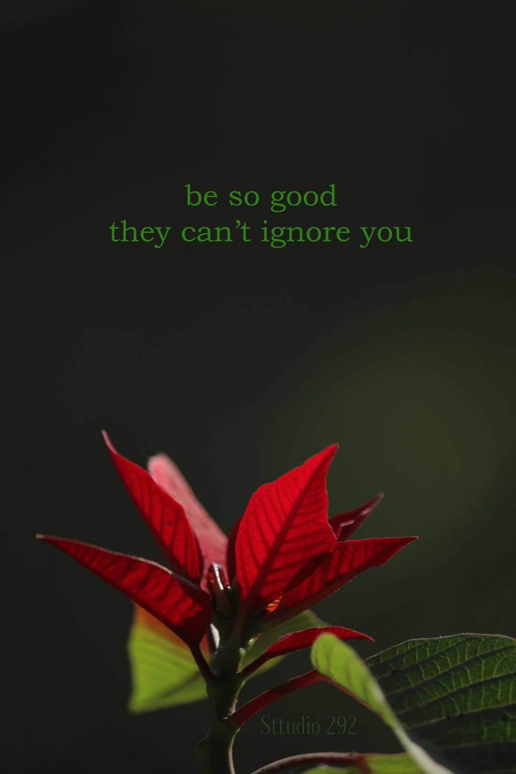 Picture of: poinsettia, inspirational quotes for , beautiful flowers