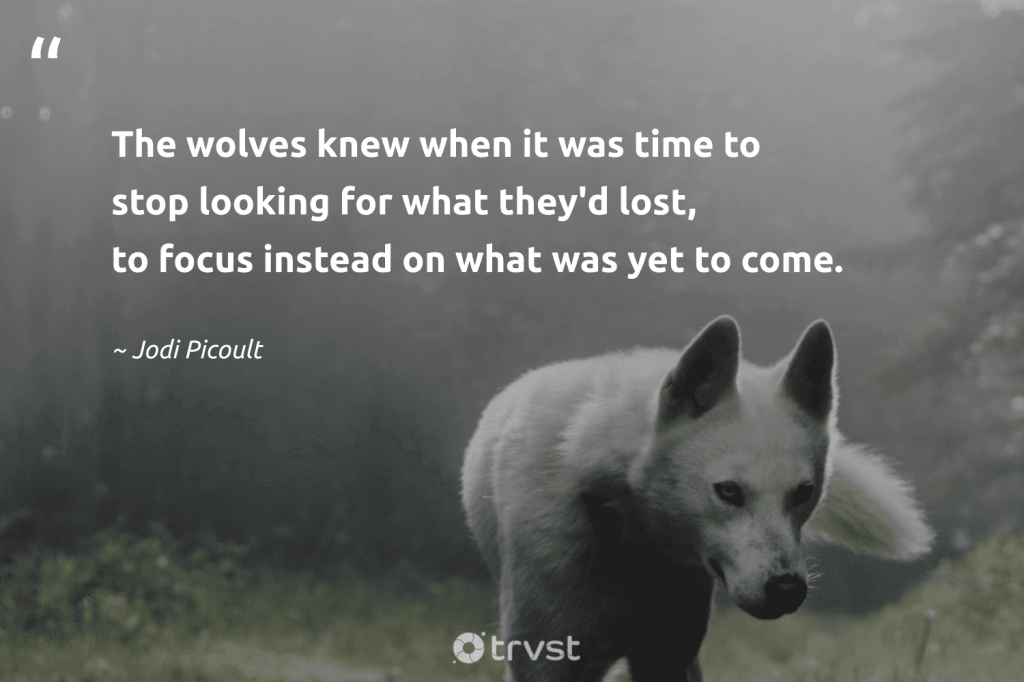 Picture of: Wolf Quotes, Proverbs, and Sayings